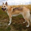 Stella 6 Jahre Schäfi mix