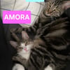 QITA ET AMORA