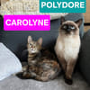 CAROLYNE ET POLYDORE