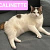 CALINETTE