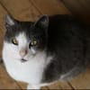 Kuschel-Kater Scrilly sucht Zuhause