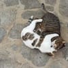 Schmusekater Rico sucht Zuhause