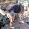 Popy: drahtiger Hundemann sucht ...