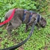 VALARY -rundum tolles Hundekind-