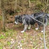 Anima, Schönheit sucht Körbchen