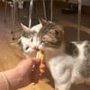 Luna und Chrysa aus dem Tierschutz