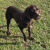 Gypsy - lernwillig und aktive Lady