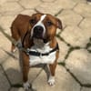 Drago