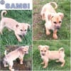SAMSI -rundum tolles Hundekind-