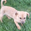 SAMSI -rundum tolles Hundekind-