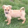 SAMSI -rundum tolles Hundekind-
