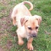 SAMSI -rundum tolles Hundekind-