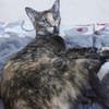 💕Isabell💕 sucht ihre Menschen