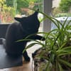 💛Lilly💛 sucht ihr Zuhause