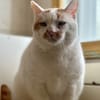 Chelki [FIV+]