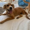 Hope, verspielter Welpe sucht Familie