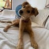 Hope, verspielter Welpe sucht Familie
