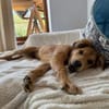 Hope, verspielter Welpe sucht Familie