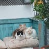 LUCA, BOMBON et IRIS