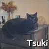 Tsuki