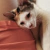 À l’adoption : MINA, chaton femelle type européen