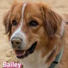 Bailey - aufmerksam und sensibel