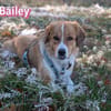 Bailey - aufmerksam und sensibel