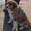 Bailey - aufmerksam und sensibel