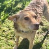 Roya sucht ihre liebe Familie....