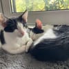 Binx & Zeus - Verspieltes Katzenpärchen
