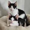 Binx & Zeus - Verspieltes Katzenpärchen