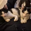 Binx & Zeus - Verspieltes Katzenpärchen