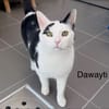 DAWAYTI