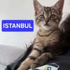 ISTANBUL A ADOPTER AVEC SES FRÈRES OU SŒURS OU MAMAN / PEUT ÊTRE ADOPTER SEUL SI DEJA UN CHAT PRÉSENT CHEZ VOUS