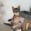 ANTALYA A ADOPTÉE AVEC SES FRÈRES OU SŒURS OU MAMAN / PEUT ÊTRE ADOPTÉE SEULE SI DEJA UN CHAT PRÉSENT CHEZ VOUS