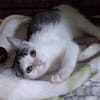Kajko