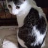Kajko