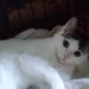 Kajko