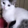 Kokosz