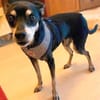 Pinscher-Mix COOKIE sucht ein Zuhause