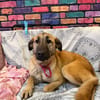 Bambu sucht ein Zuhause / Pflegestelle