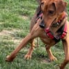 Toller Bracke SNICKER sucht ein Zuhause