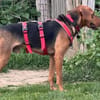 Toller Bracke SNICKER sucht ein Zuhause