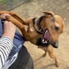 Toller Bracke SNICKER sucht ein Zuhause