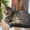KANNELLE, chaton femelle type européen