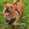 SCRAPPY