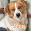 GEMMA
