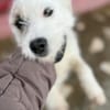 Nussini Terriermix / PLZ 82284