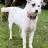 Nussini Terriermix / PLZ 82284