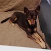 Zwergpinscher Mädchen Mocca